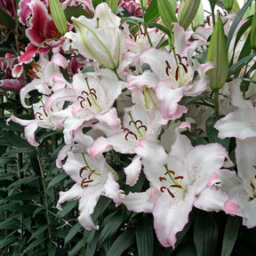 Lilium Brasilia - Lilies - Fluwel