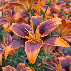 Lilium Forever Susan - Lilies - Fluwel