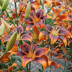 Lilium Forever Susan - Lilies - Fluwel