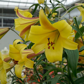 Lilium Golden Splendor - Lilies - Fluwel