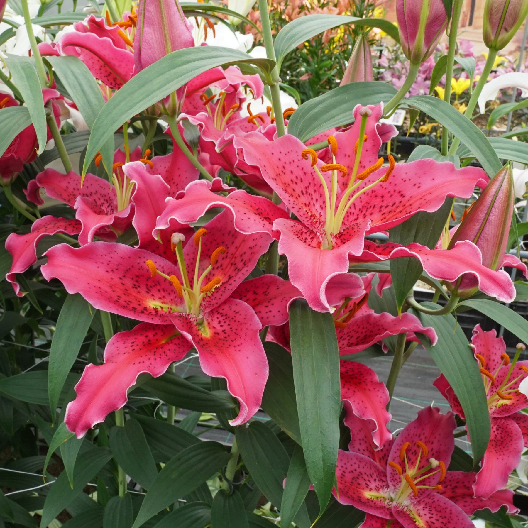 Lilium Gomera - Lilies - Fluwel