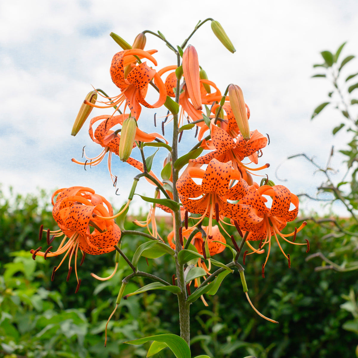 Lilium lancifolium (tigrinum) - oranje lelie - Fluwel