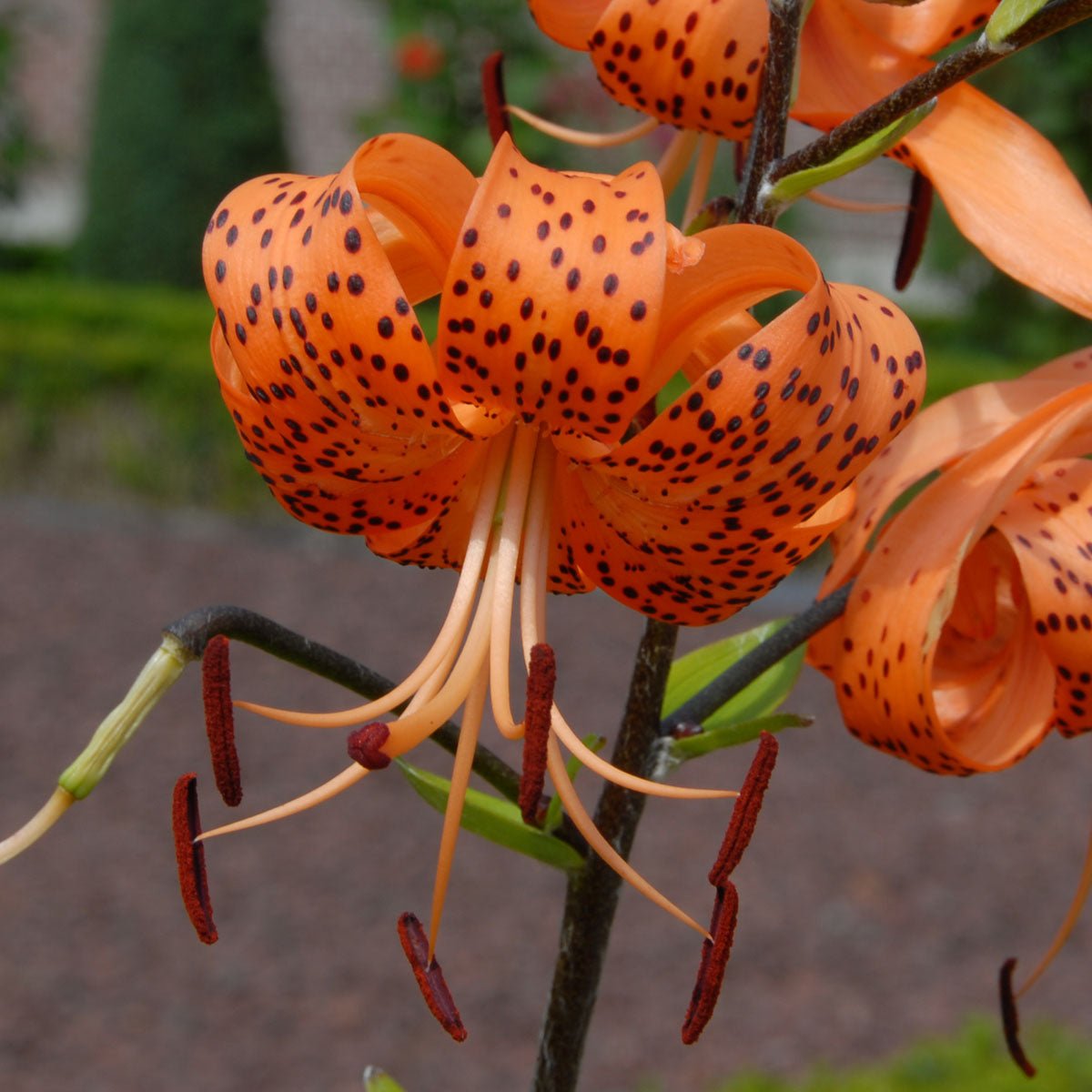 Lilium lancifolium (tigrinum) - Lilies - Fluwel