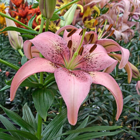Lilium Morpho Pink - Lilies - Fluwel