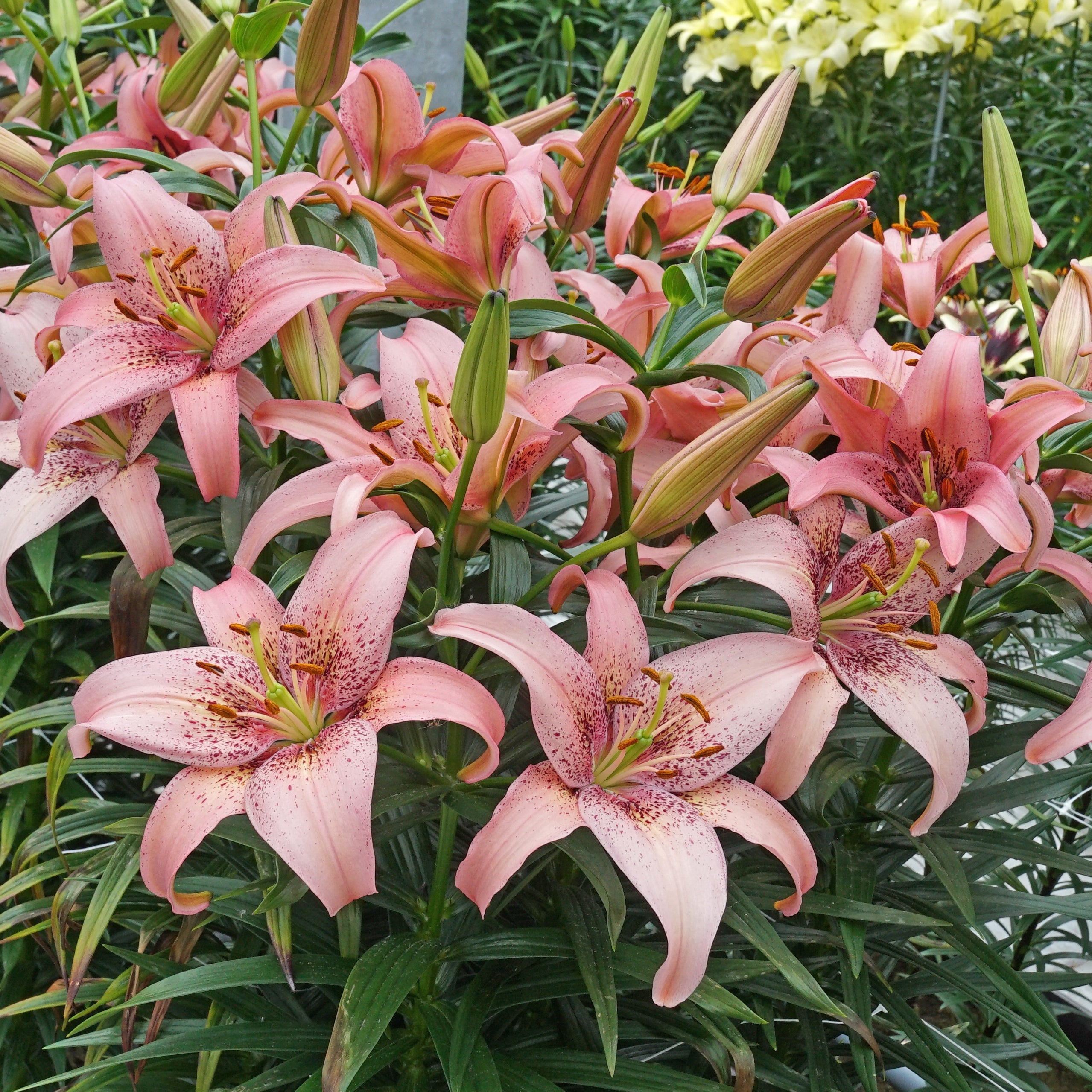 Lilium Morpho Pink - Lilies - Fluwel