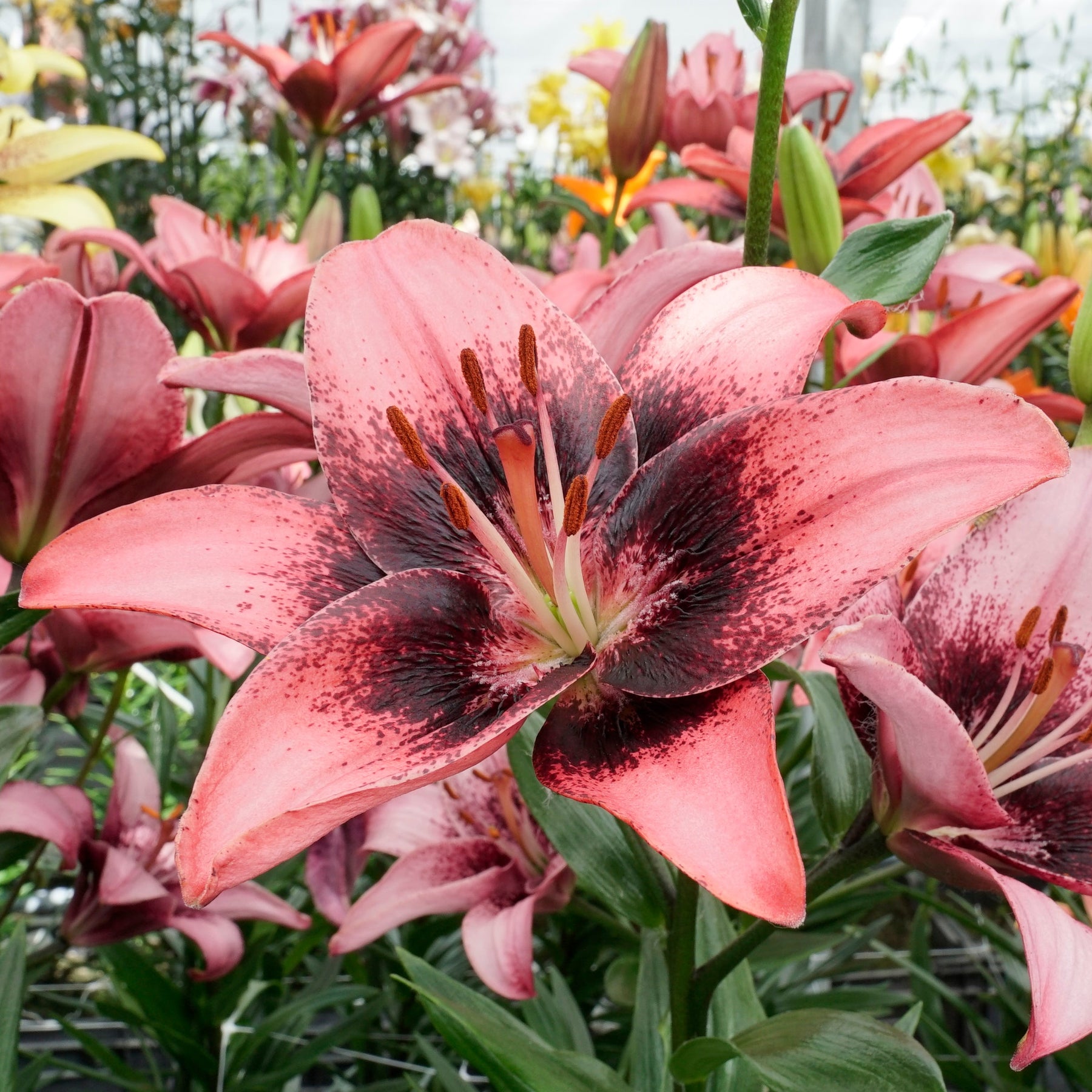 Lilium Purple Dream - Lilies - Fluwel