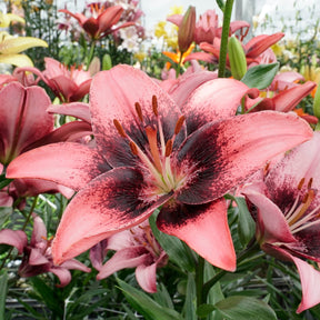 Lilium Purple Dream - Lilies - Fluwel