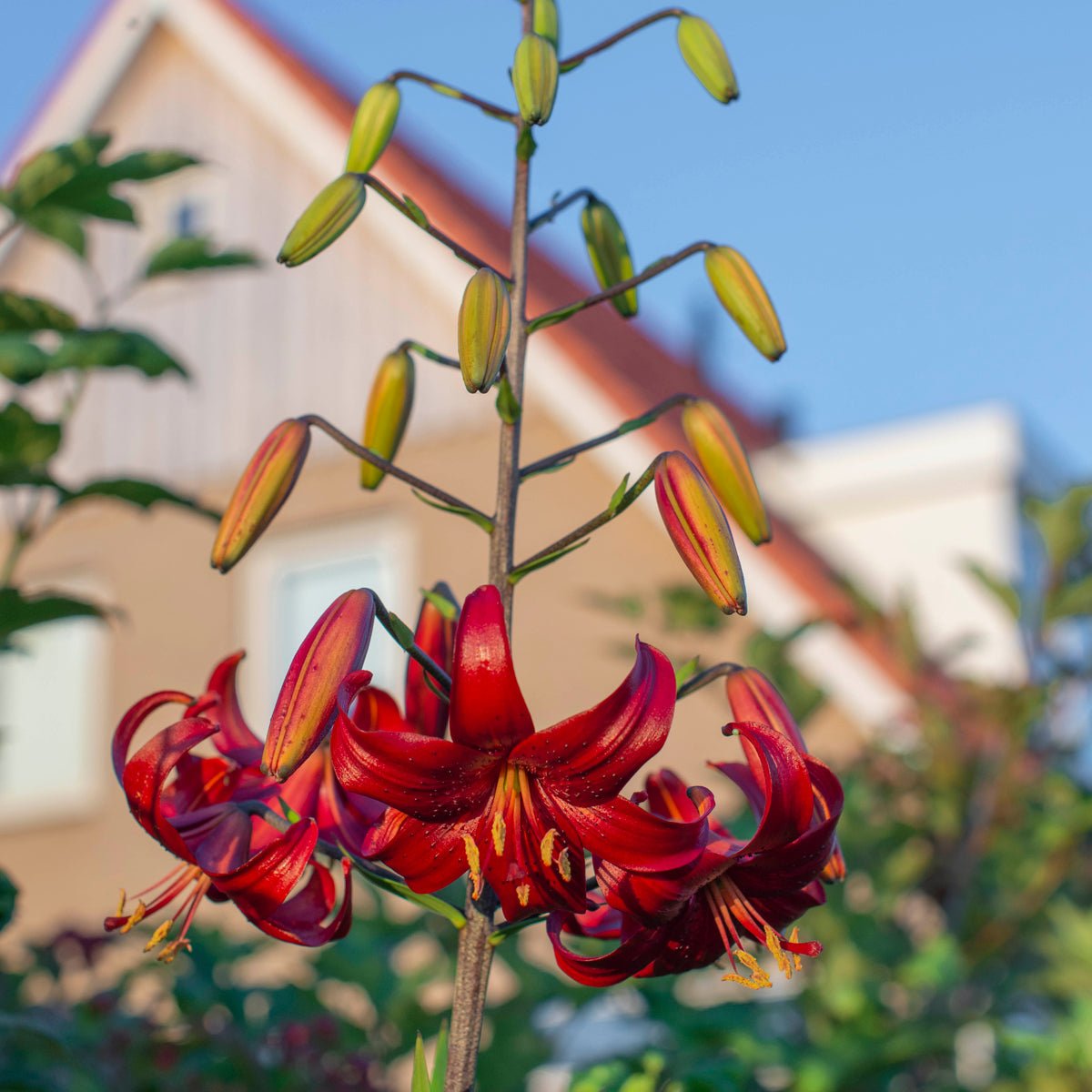 Lilium Red Velvet - Lilies - Fluwel