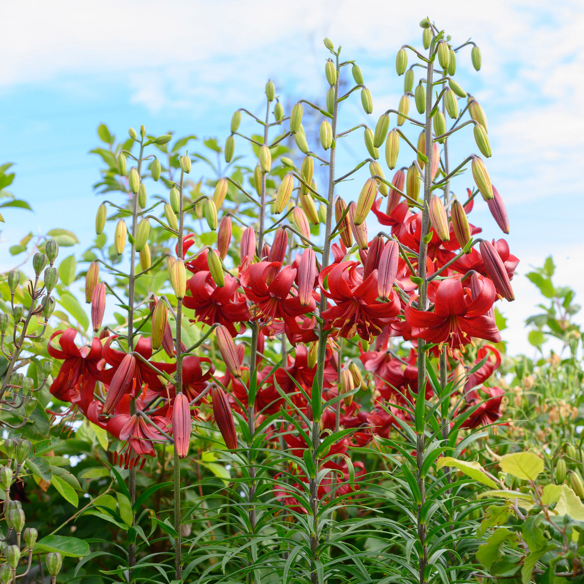 Lilium Red Velvet - Lilies - Fluwel