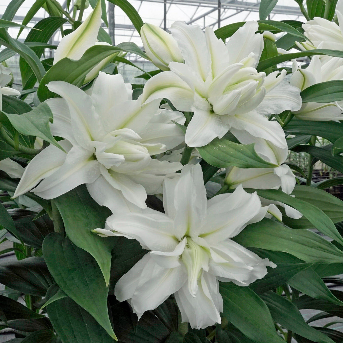 Lilium Roselily Edsilia - Lilies - Fluwel