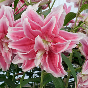 Lilium Roselily Isabella - Lilies - Fluwel