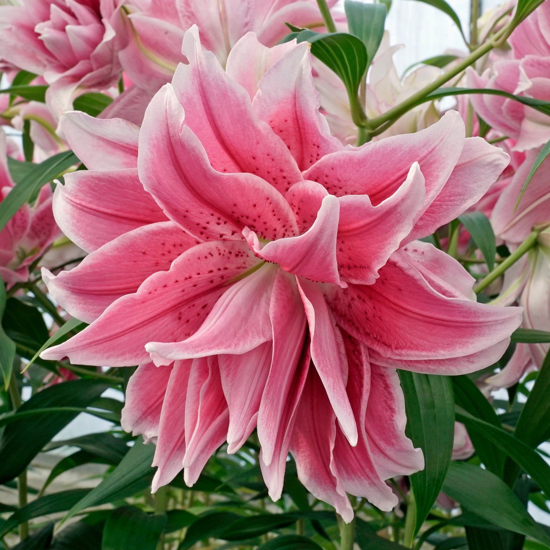 Lilium Roselily Isabella - Lilies - Fluwel