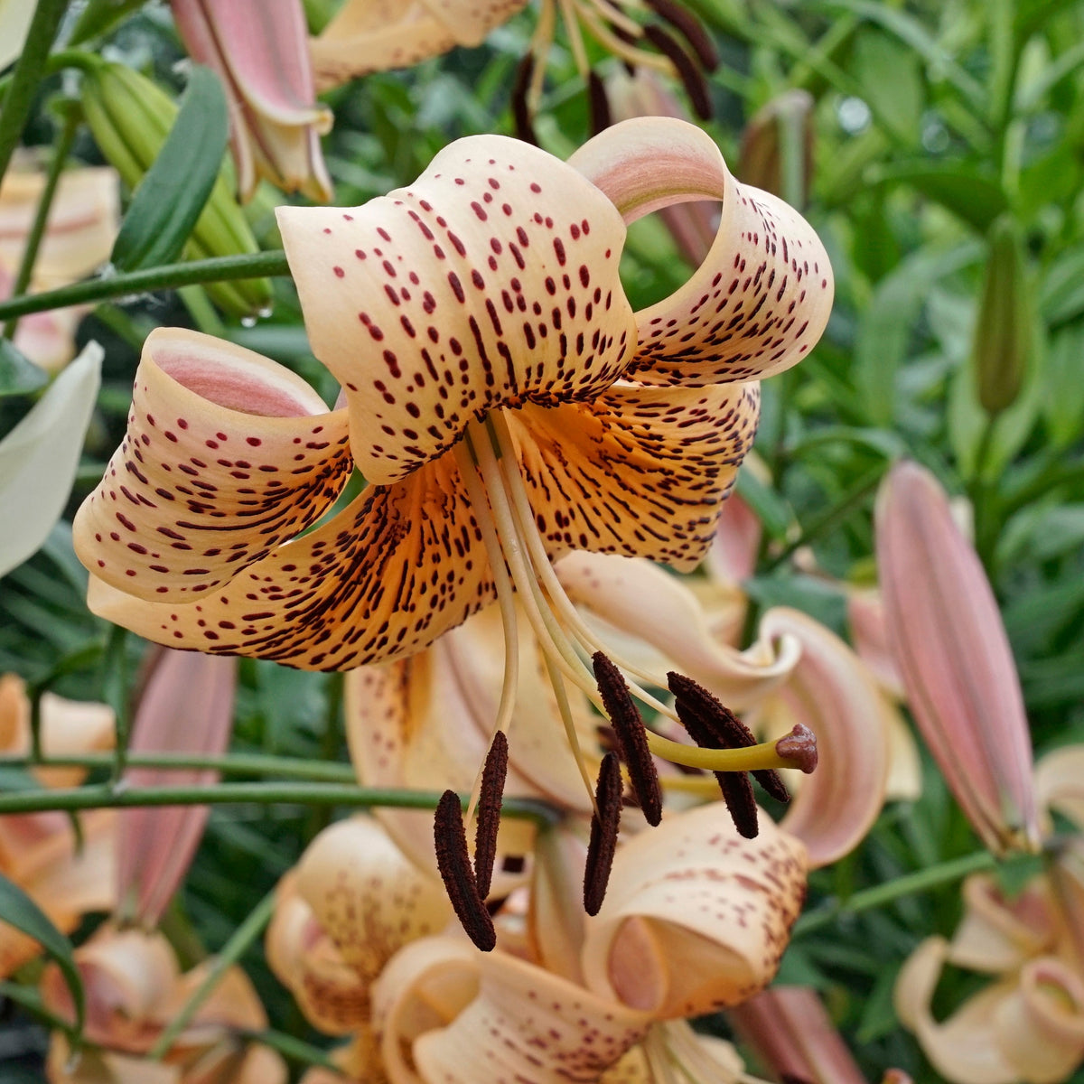 Lilium Tiger Babies - oranje lelie - Fluwel