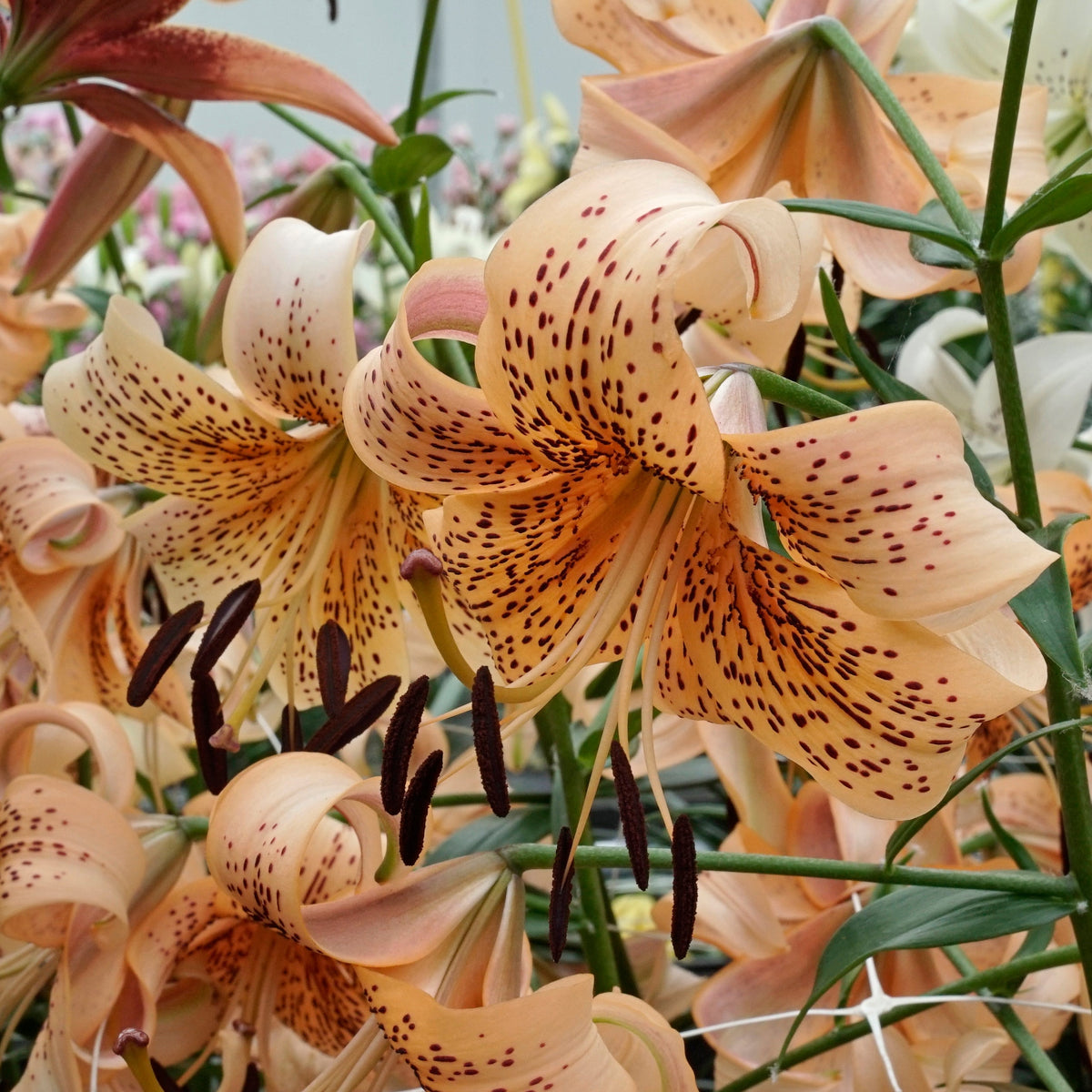 Lilium Tiger Babies - oranje lelie - Fluwel