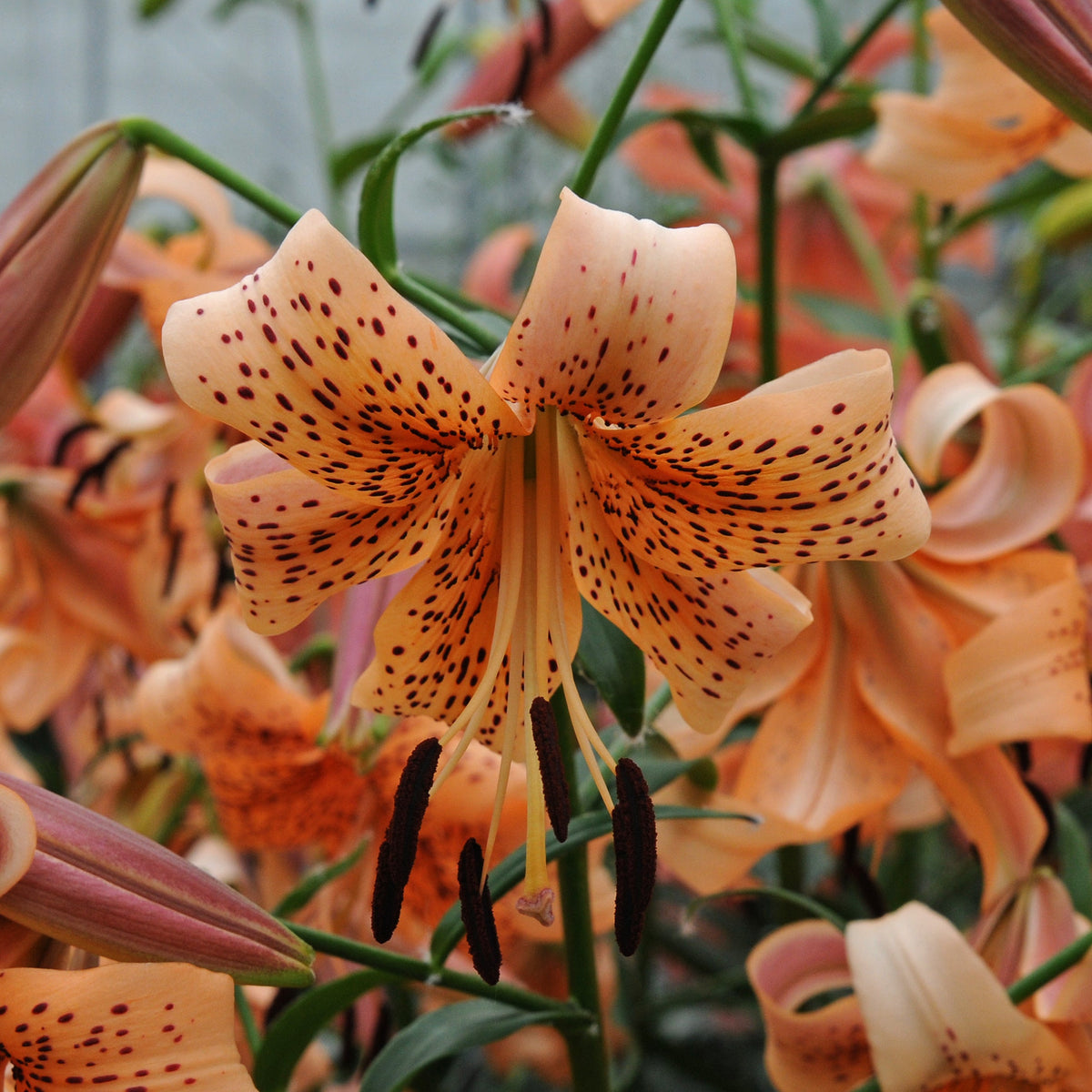 Lilium Tiger Babies - oranje lelie - Fluwel