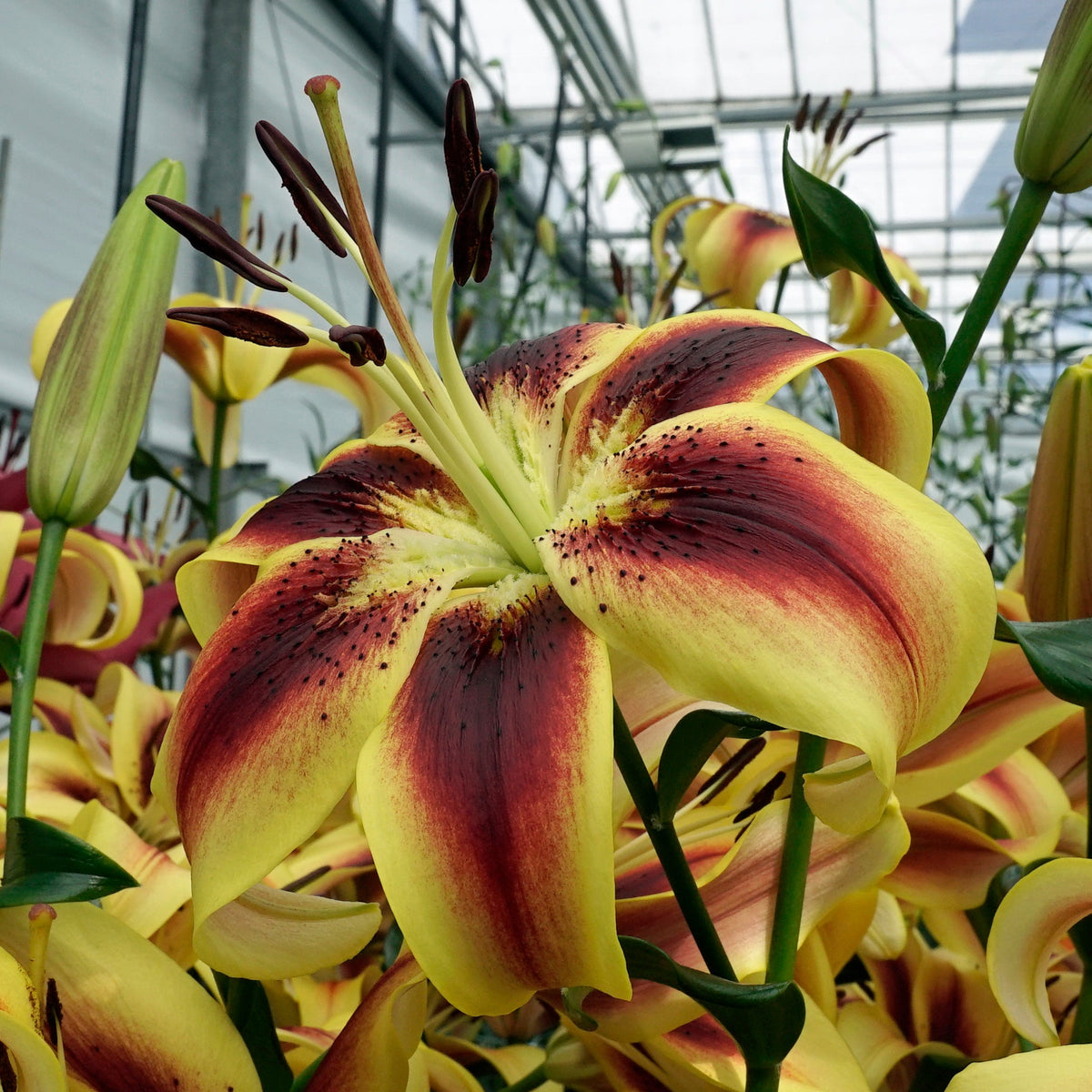 Lilium Viva la Vida (OAO) - meerkleurige lelie - Fluwel