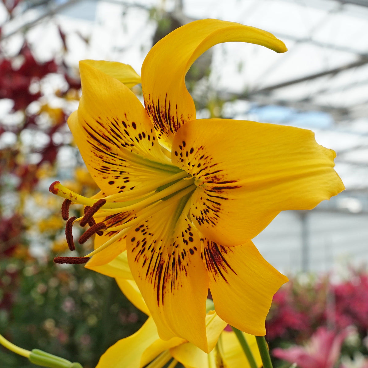 Lilium Yellow Bruse - gele lelie - Fluwel