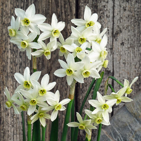 Lima's Green Goddess - Special Narcissus - Fluwel
