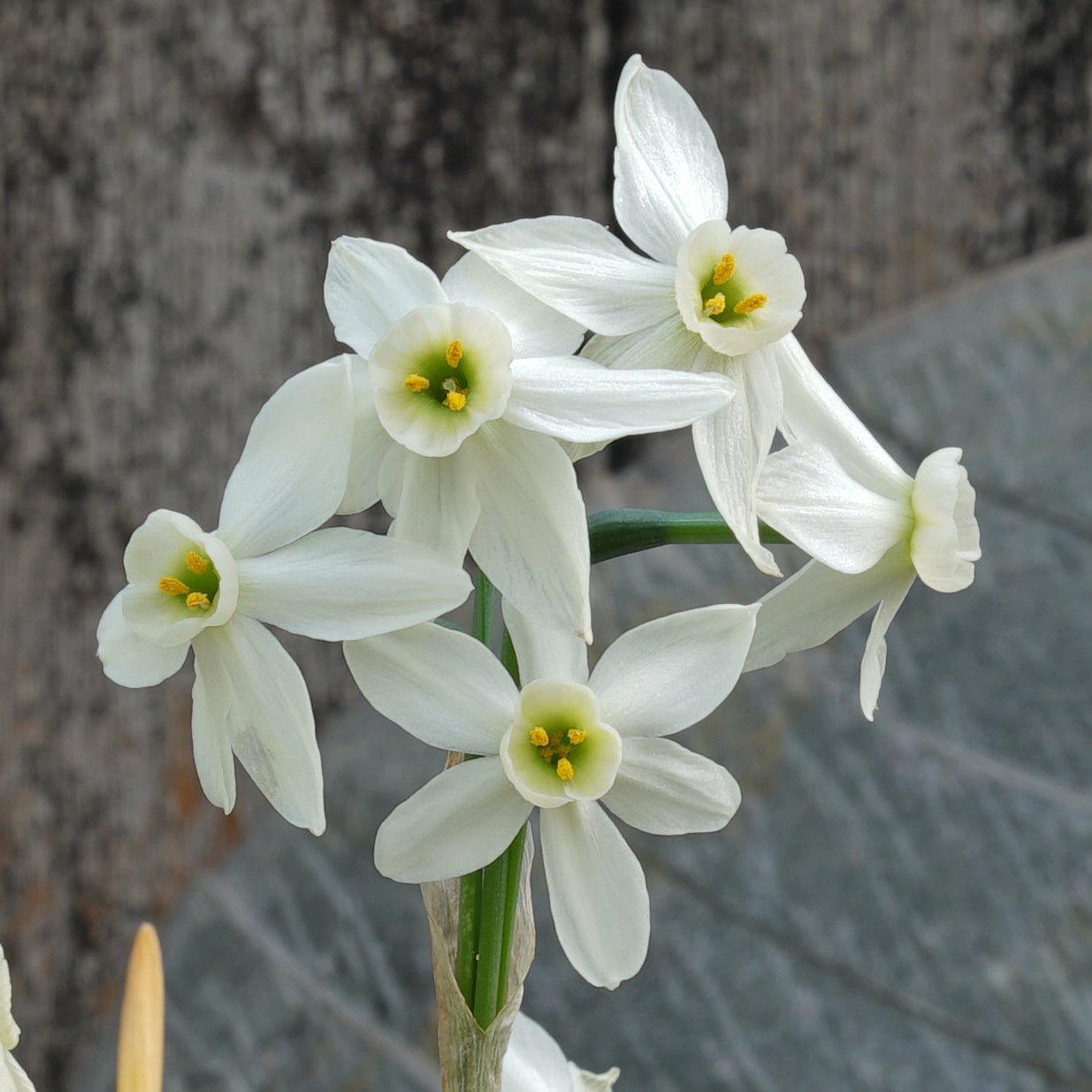 Lima's Green Goddess - Special Narcissus - Fluwel