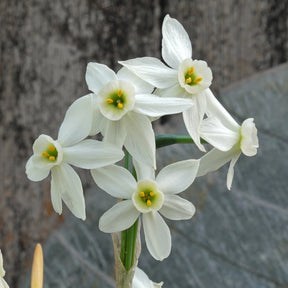 Lima's Green Goddess - Special Narcissus - Fluwel