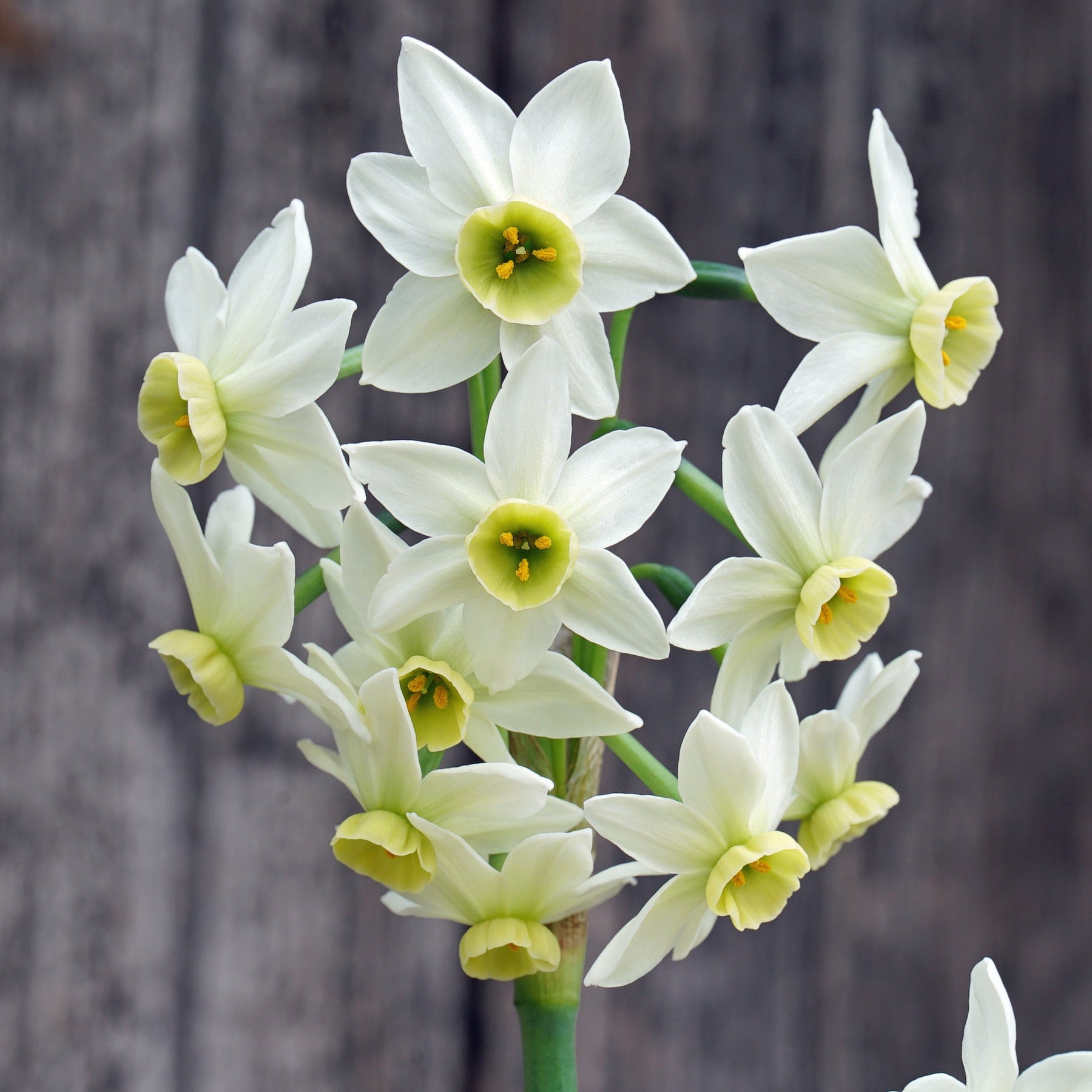 Lima's Green Goddess - Special Narcissus - Fluwel