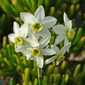 Lima's Green Goddess - Special Narcissus - Fluwel