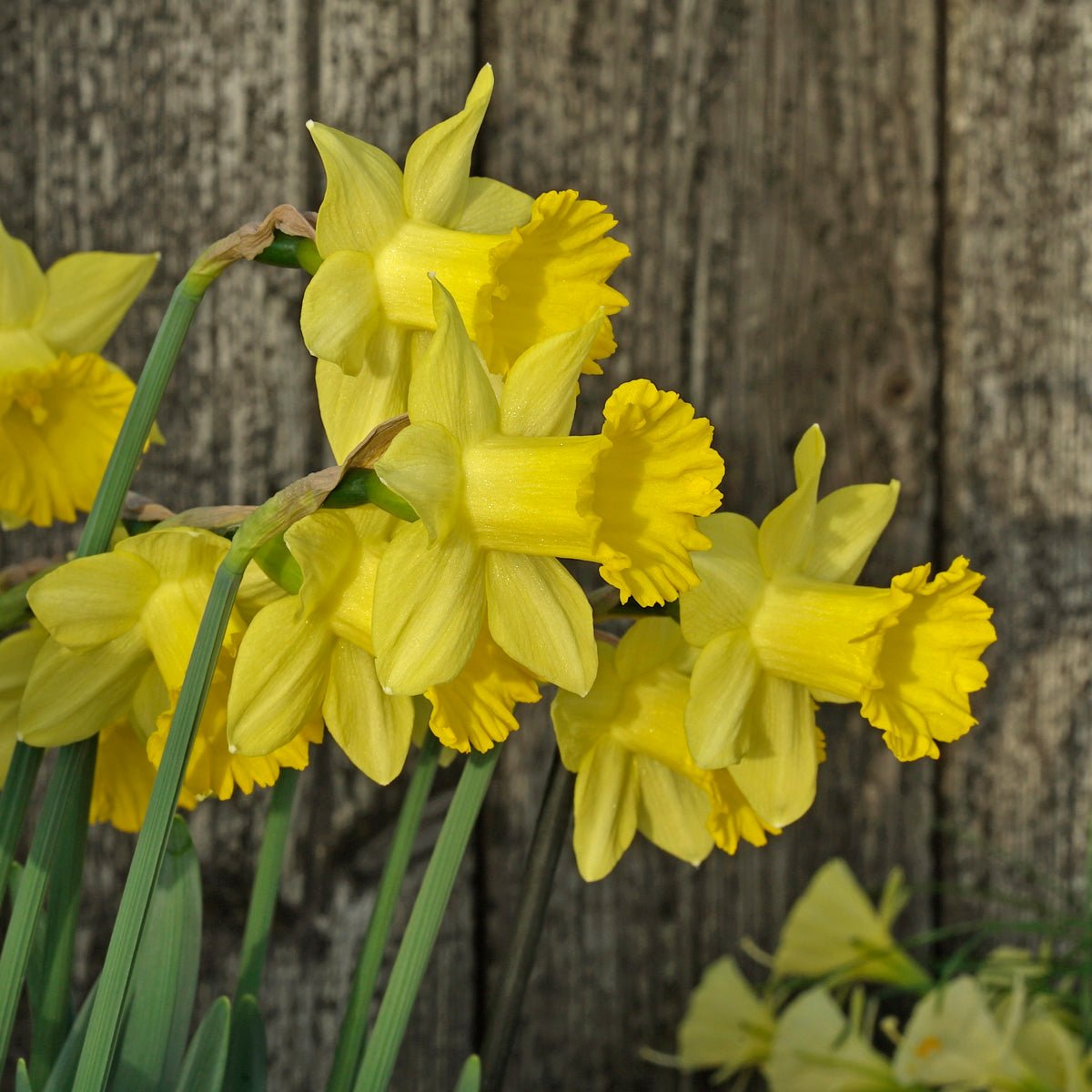 Little Alfred - Narcissus - Fluwel