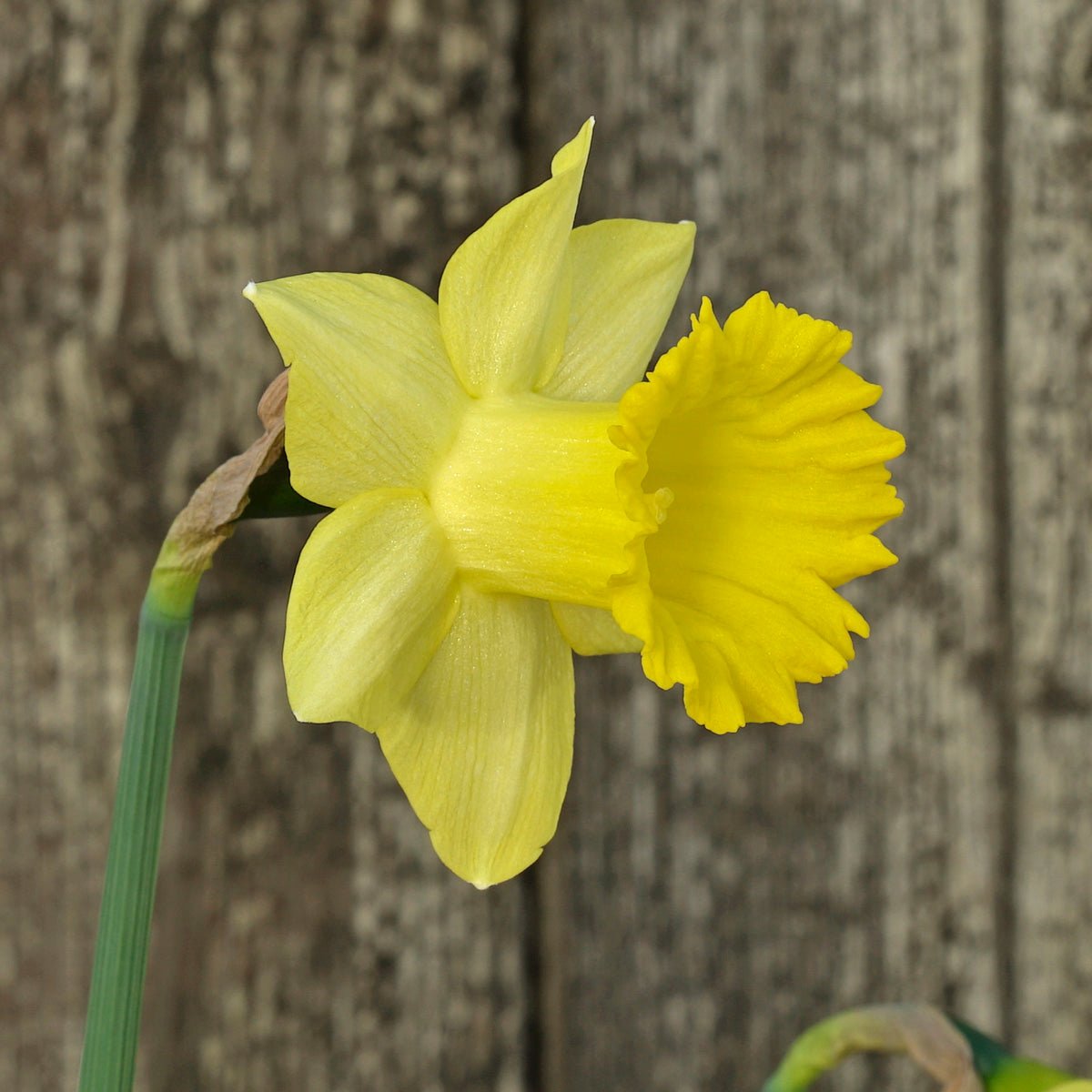 Little Alfred - Narcissus - Fluwel