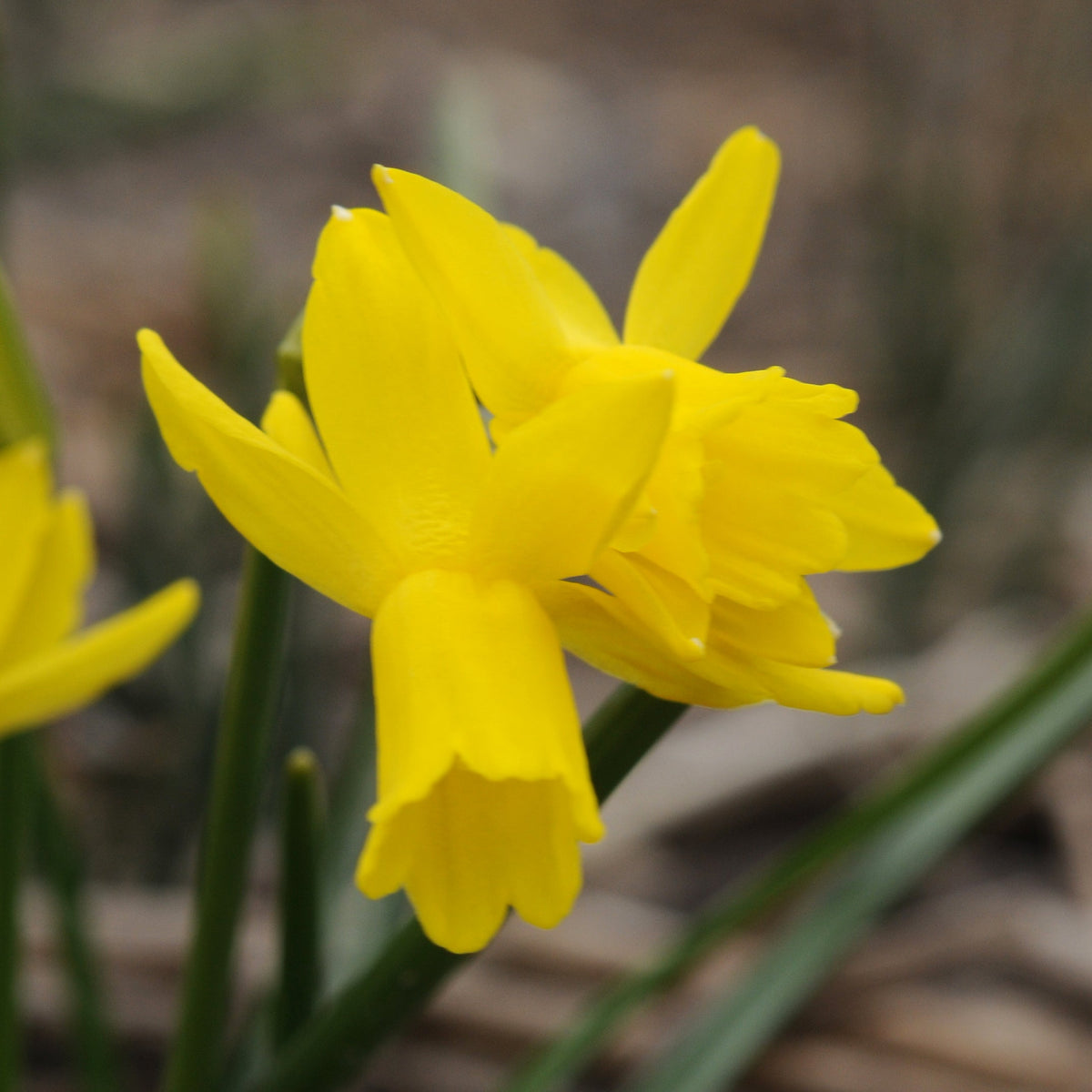 Little Becky - Special Narcissus - Fluwel
