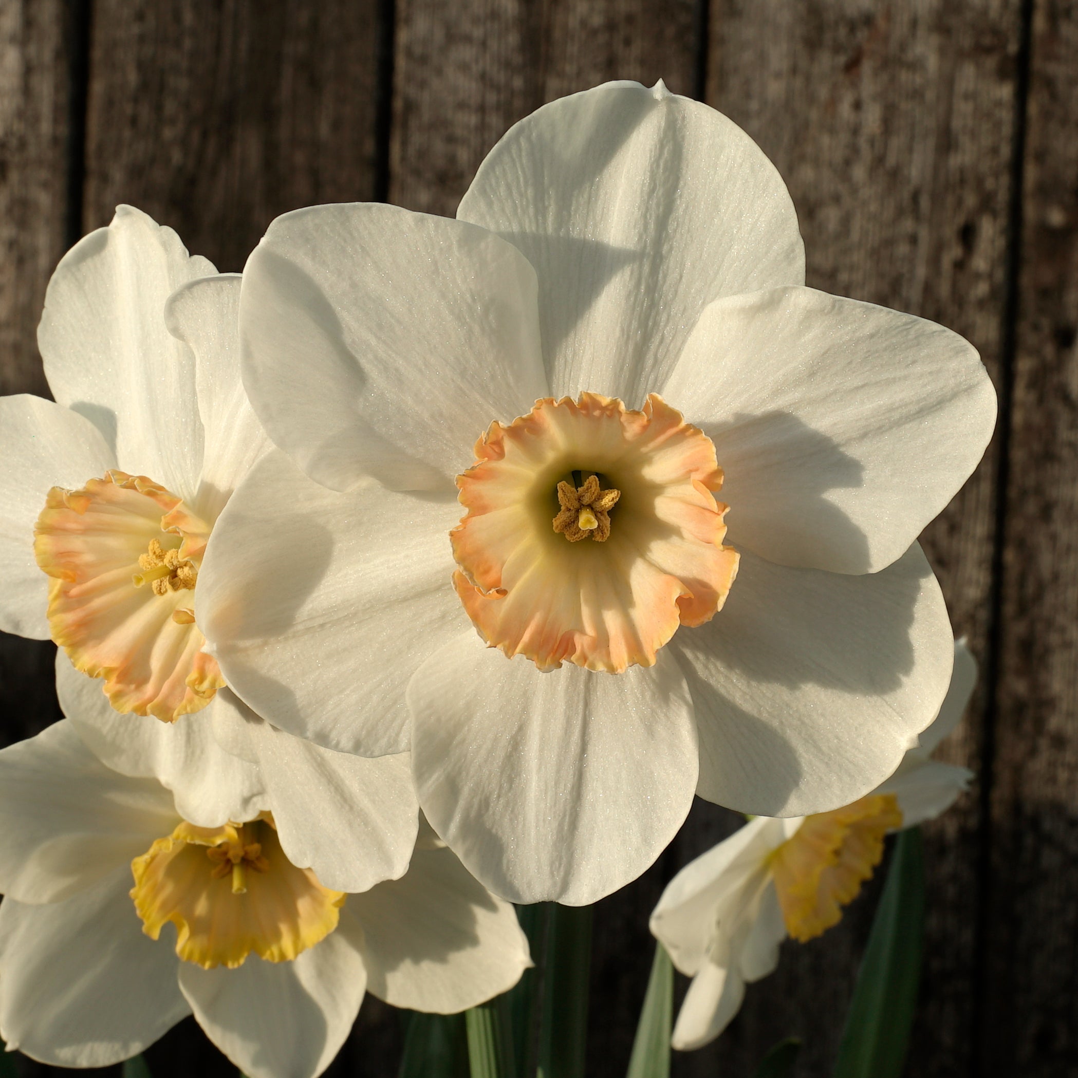 Little Jewel - Special Narcissus - Fluwel