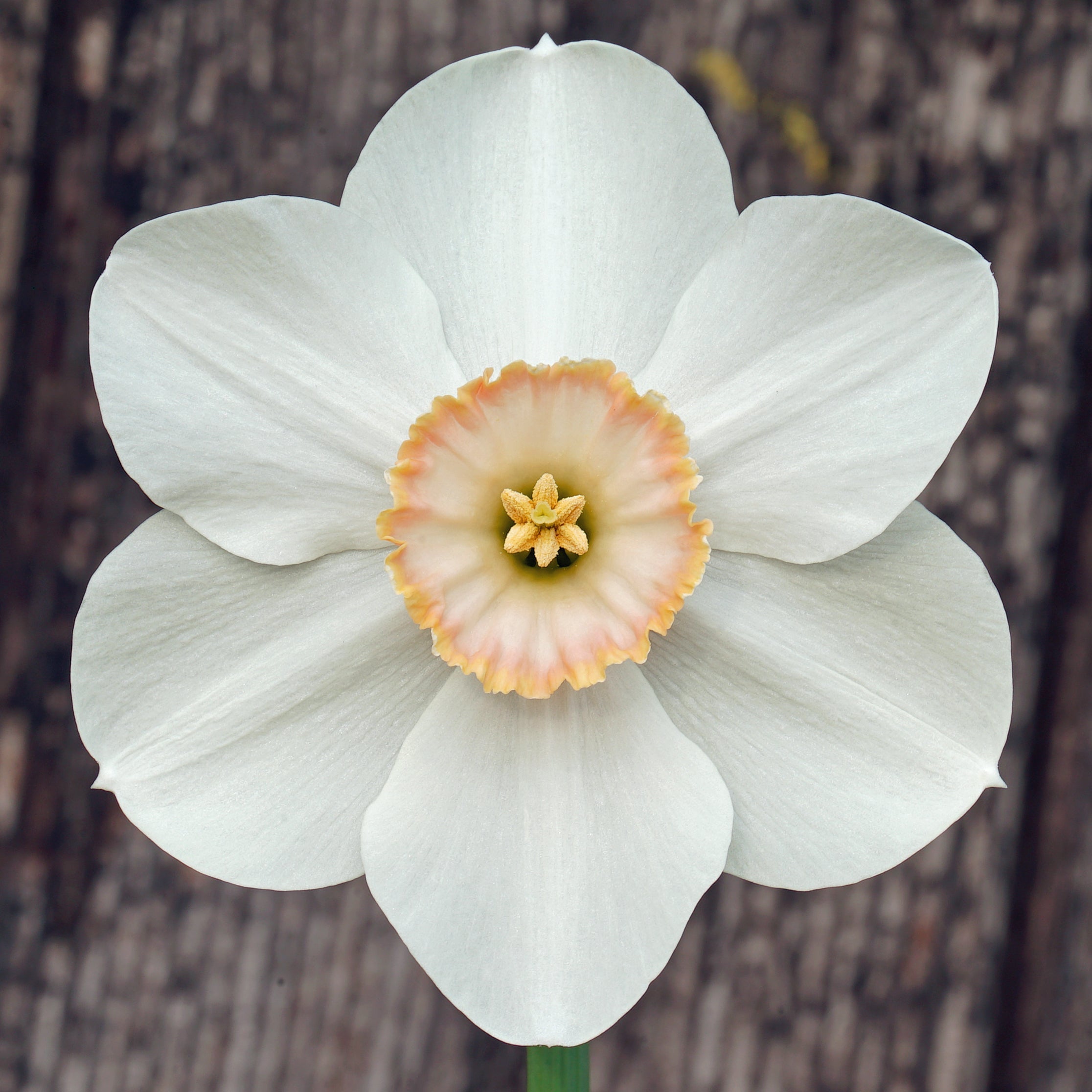 Little Jewel - Special Narcissus - Fluwel
