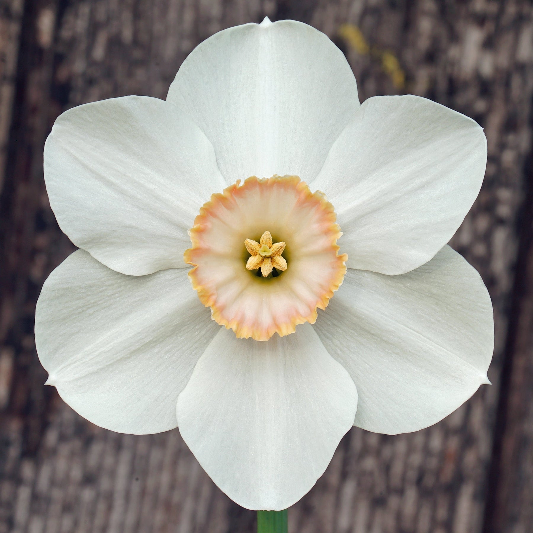 Little Jewel - Special Narcissus - Fluwel