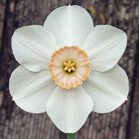 Little Jewel - Special Narcissus - Fluwel