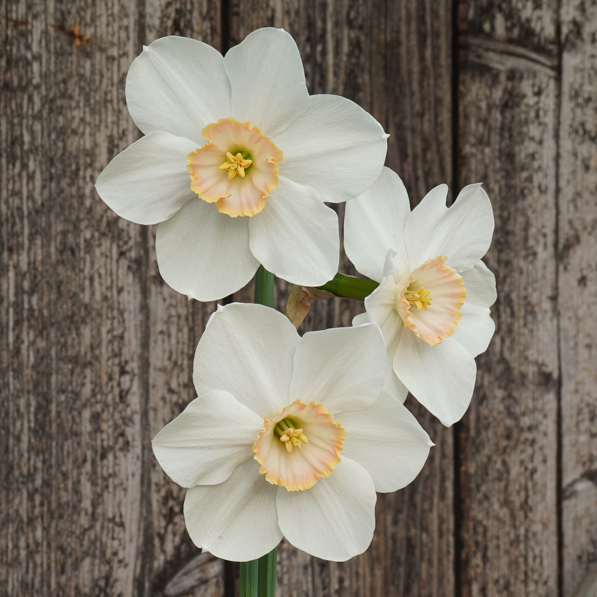 Little Jewel - Small-cupped narcis - Fluwel
