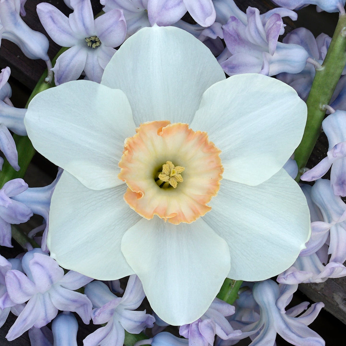 Little Jewel - Small-cupped narcis - Fluwel