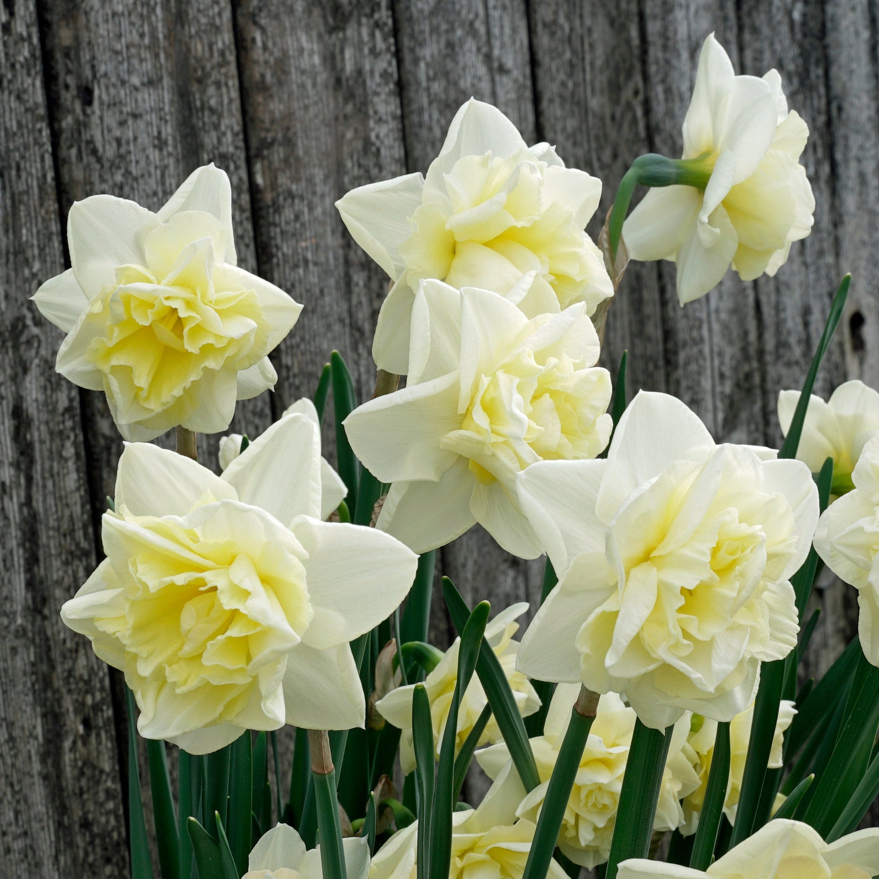 Little Kiwi - Special Narcissus - Fluwel