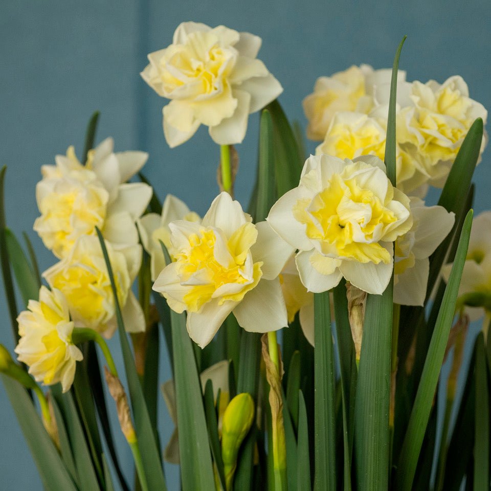Little Kiwi - Special Narcissus - Fluwel
