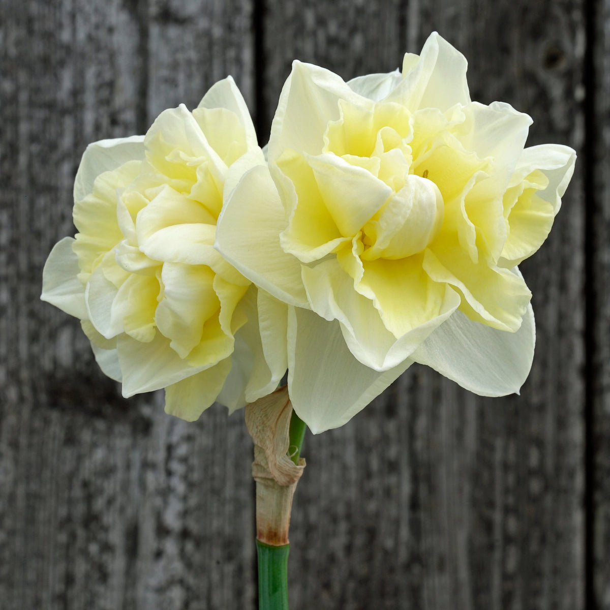 Little Kiwi - wit-gele Double narcis - Fluwel