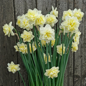 Little Kiwi - Special Narcissus - Fluwel