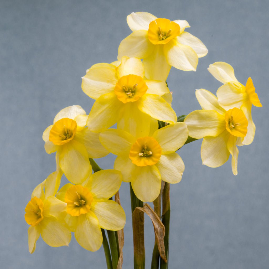 Little Rusky - gele Jonquilla narcis - Fluwel