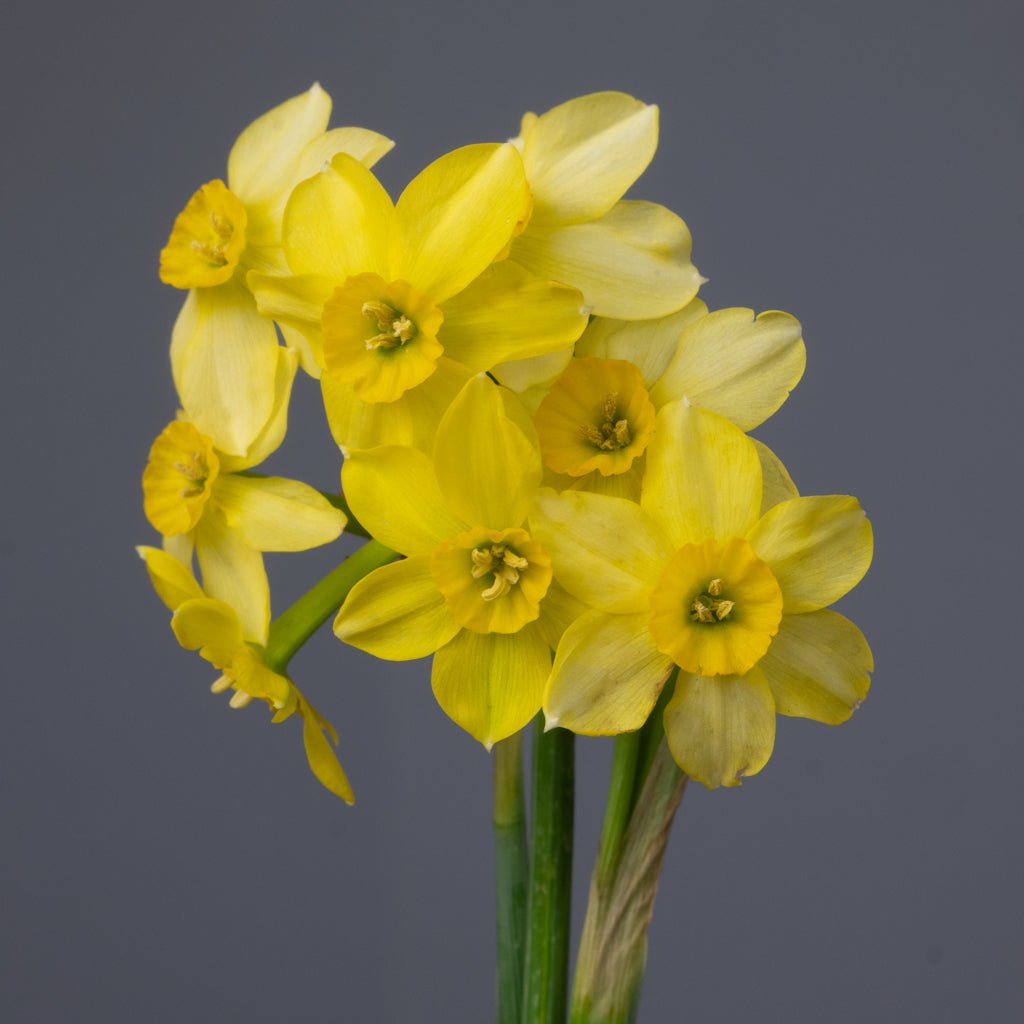Little Rusky - gele Jonquilla narcis - Fluwel