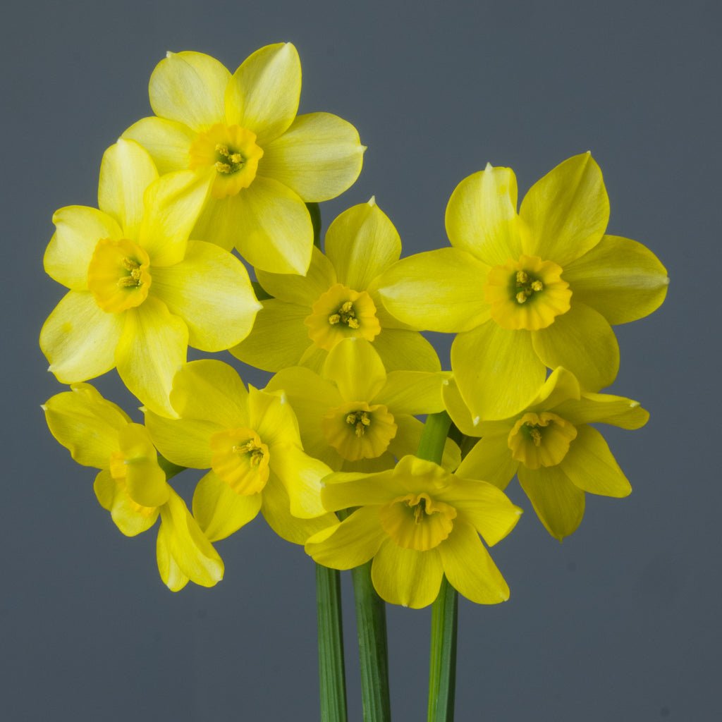 Little Rusky - gele Jonquilla narcis - Fluwel