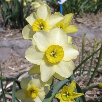 Little Rusky - gele Jonquilla narcis - Fluwel