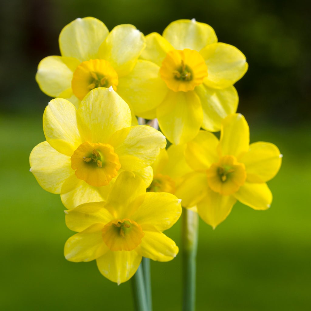 Little Rusky - Special Narcissus - Fluwel