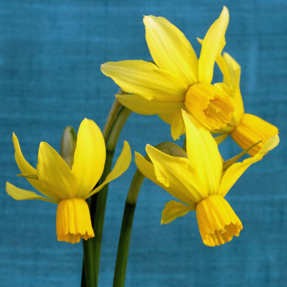 Little Surprise - gele Cyclamineus narcis - Fluwel