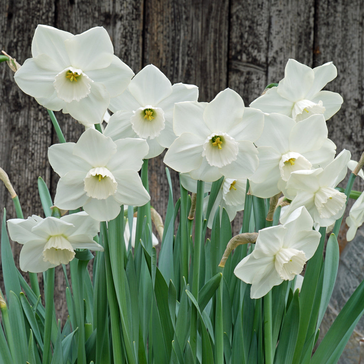 Love Actually - Special Narcissus - Fluwel