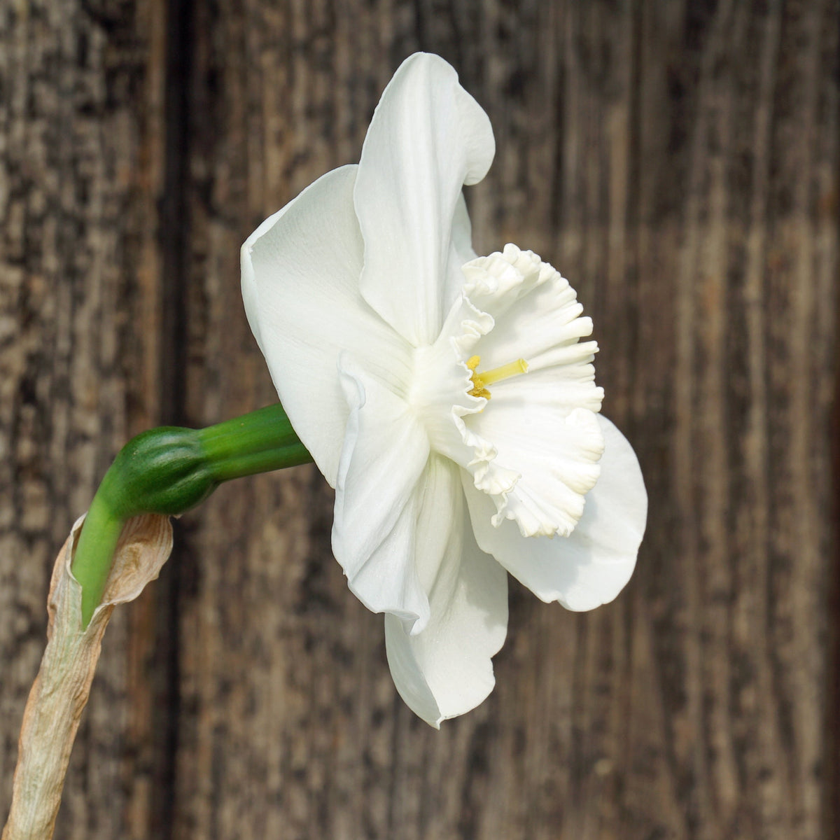 Love Happens - Special Narcissus - Fluwel