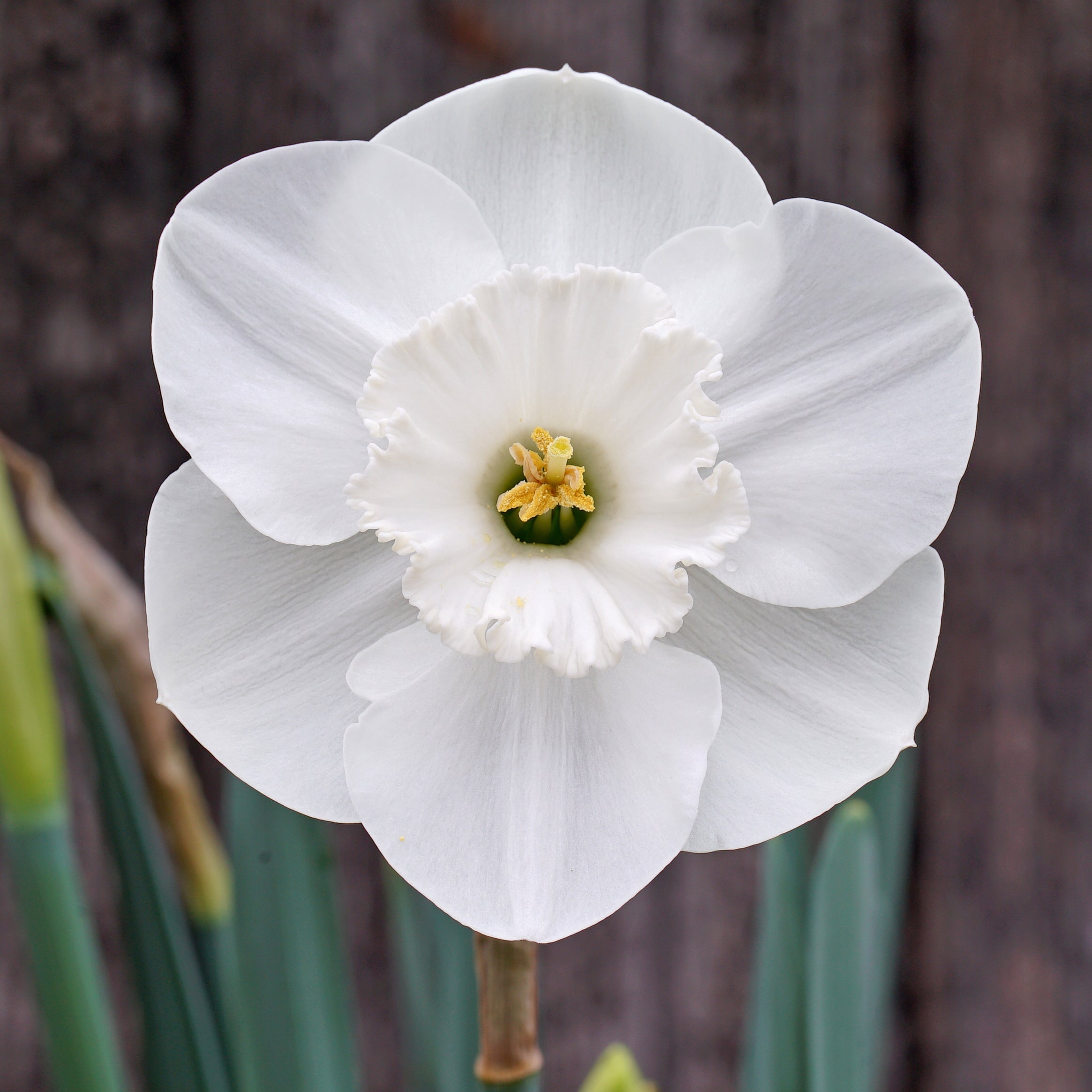 Love Happens - Special Narcissus - Fluwel