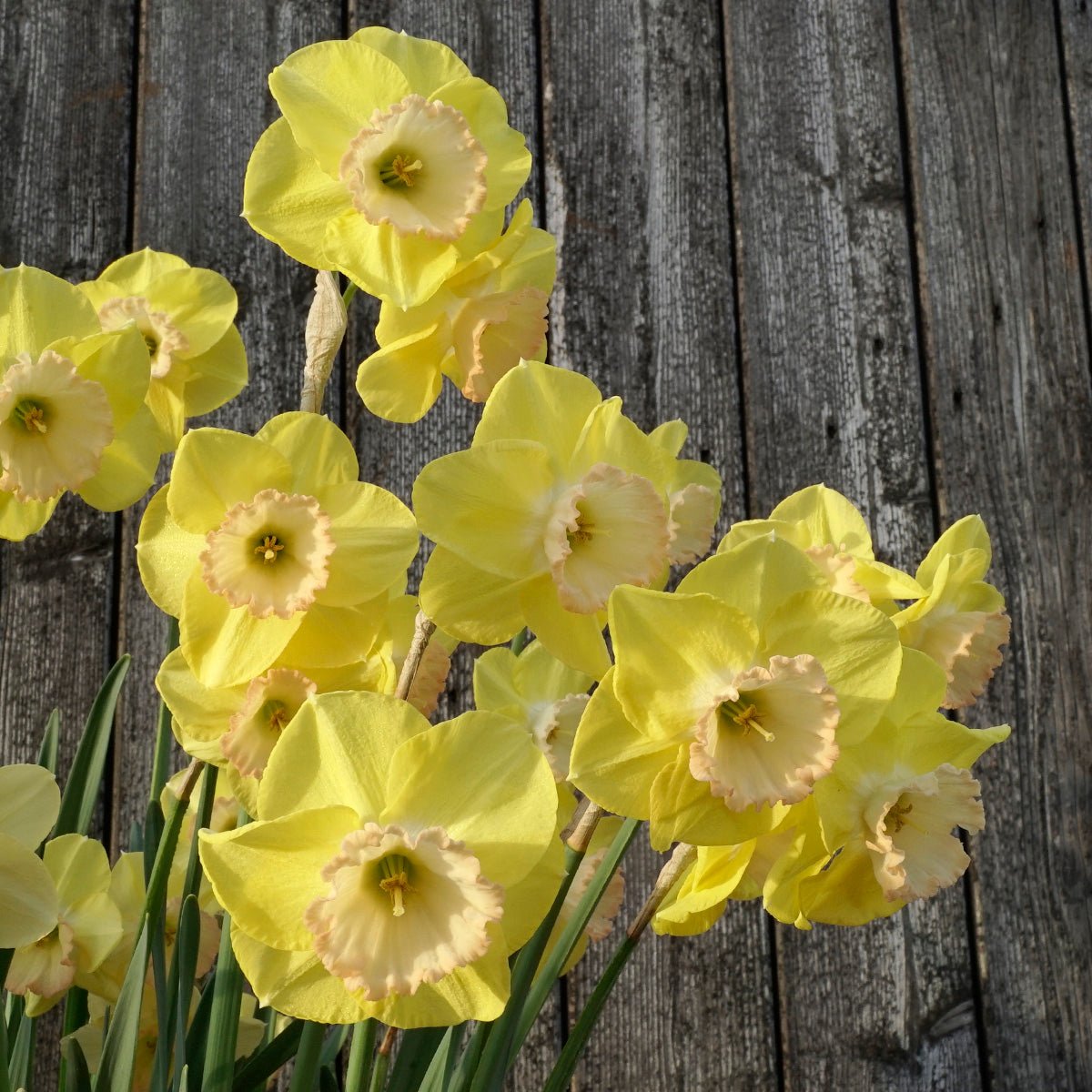 Love me Tender - geel-roze Jonquilla narcis - Fluwel