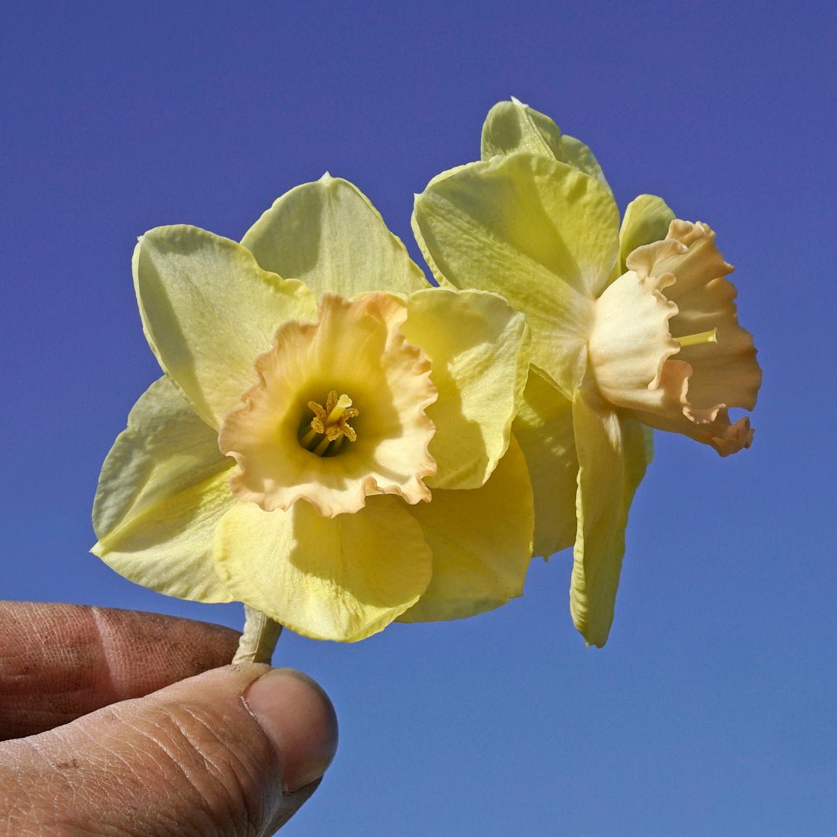 Love me Tender - Special Narcissus - Fluwel